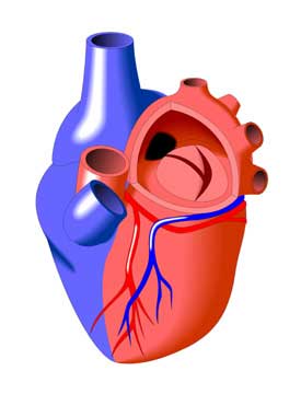 Atrioventricular Septal Defect, Partial